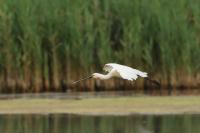 Bulgaria - FAUNA