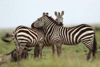 Grant's zebra