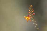 ECUADOR -FLOWERS