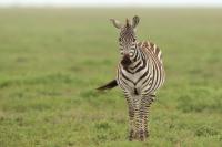 Grant's zebra