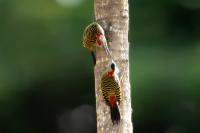 Melanerpes striatus