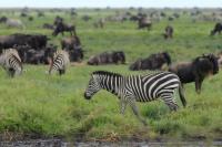 Grant's zebra