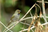 Tiaris olivaceus