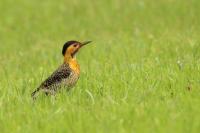 Colaptes campestris