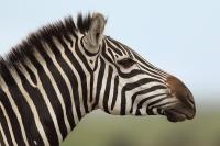 Grant's zebra