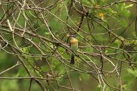 Myiagra ruficollis