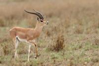 Grant's gazelle
