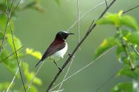 Leptocoma zeylonica            