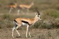 Thomson's gazelle
