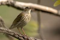 Anthus lineiventris