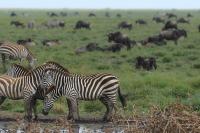 Grant's zebra