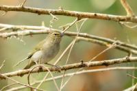 Tiaris olivaceus