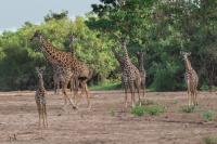 Masai giraffe