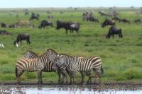 Grant's zebra