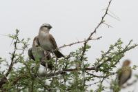 Passer motitensis