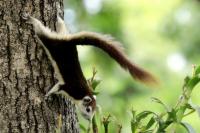 Thailand fauna