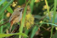 Saxicola ferreus