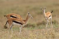 Thomson's gazelle