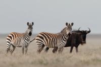 Grant's zebra