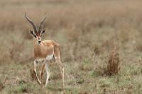 Grant's gazelle