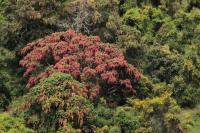 ETHIOPIA FLORA