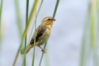 Ploceus hypoxanthus