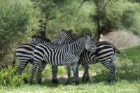 Grant's zebra