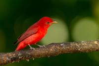 Piranga rubra