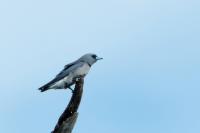 Artamus fuscus