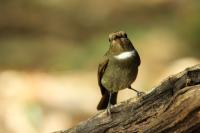 Cyornis banyumas