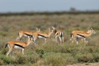 Thomson's gazelle