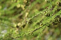 ETHIOPIA FLORA