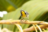 Setophaga dominica