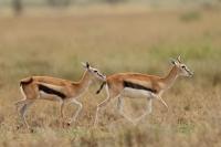 Thomson's gazelle