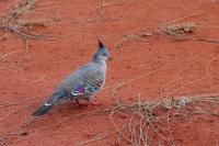 Ocyphaps lophotes
