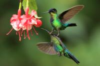 Costa Rica fauna