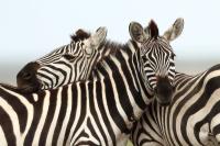 Grant's zebra