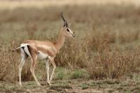 Grant's gazelle