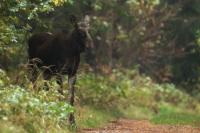 Moose