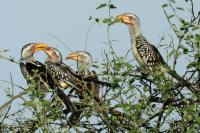 South Africa- Fauna