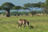 Grant's zebra