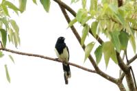 Cissopis leveriana
