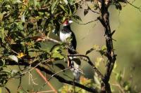 Phaenicophaeus pyrrhocephalus