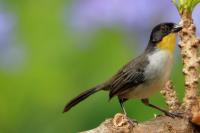 Atlapetes albinucha