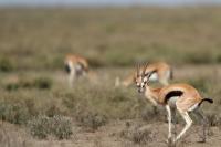 Thomson's gazelle