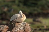 Pelecanus rufescens