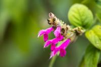 ECUADOR -FLOWERS