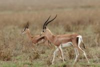 Grant's gazelle