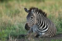 Grant's zebra