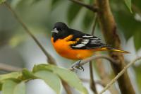 Icterus galbula